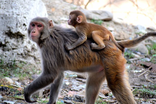 Estress en animales