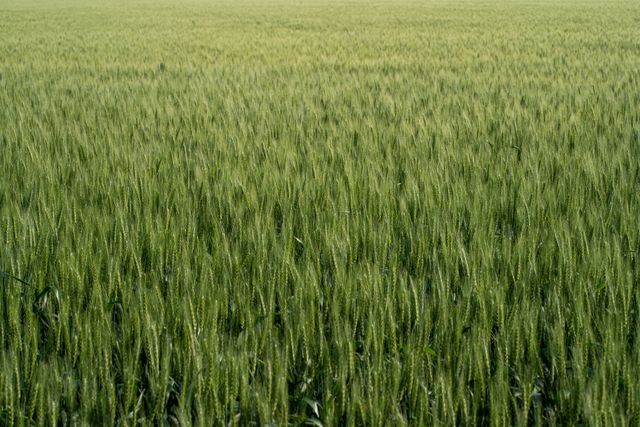 campo agricultura