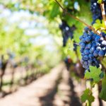 Ayudas para la reestructuración y reconversión de viñedos en Castilla y León