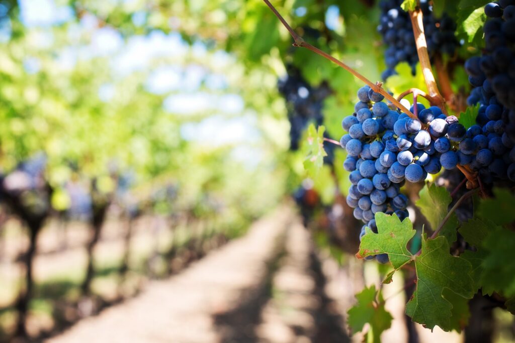 Uvas viñedos